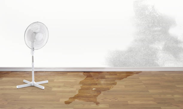 Best Mold removal after water damage  in Desoto Lakes, FL