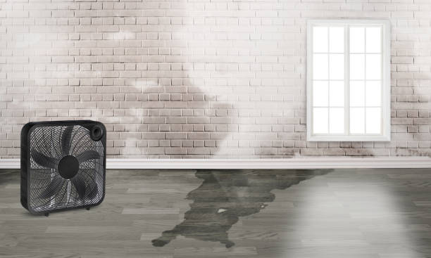 Best Flood restoration services  in Desoto Lakes, FL