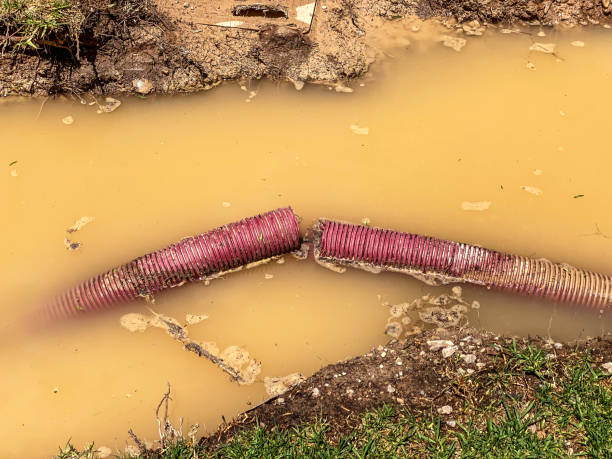 Best Basement water damage restoration  in Desoto Lakes, FL